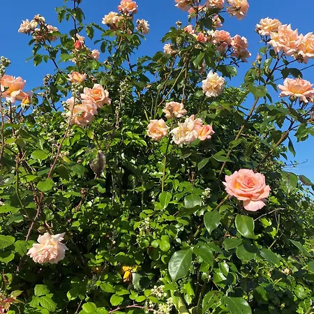 Coastal Living Wild Atlantic Way - Near Strandhill *