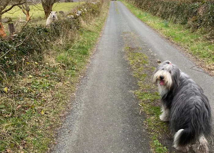 Coastal Living Wild Atlantic Way - Near Strandhill B&B 슬라이고